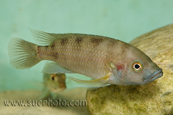 Trematochromis benthicola 'Chituta Bay'